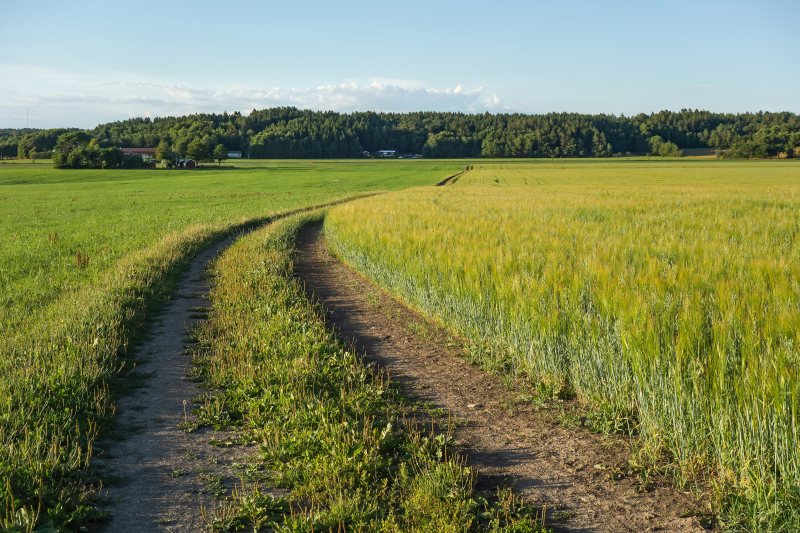 Ein Feld mit gemeinsam angebautem Hafer und Roggen