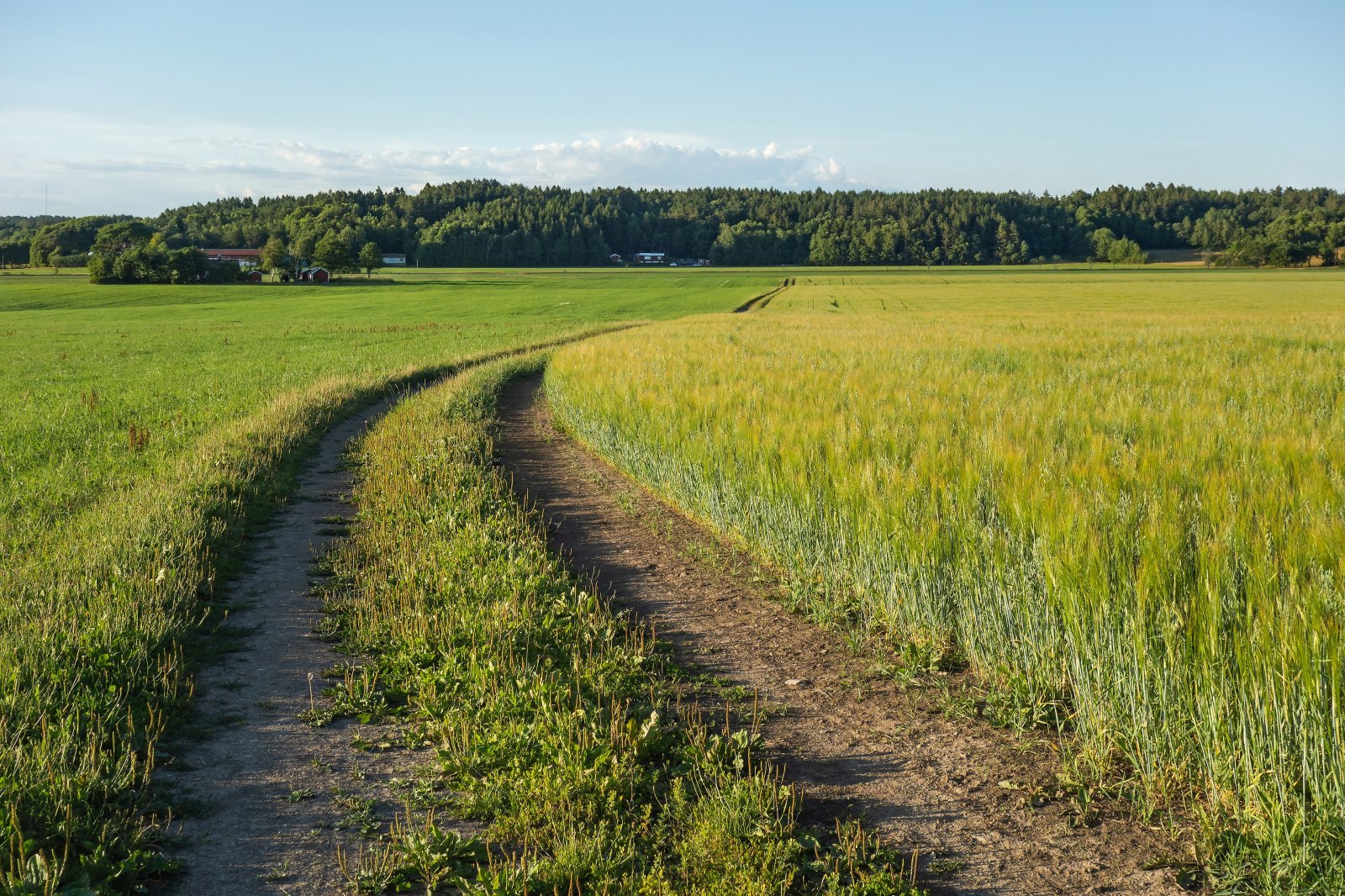 Ein Feld mit gemeinsam angebautem Hafer und Roggen