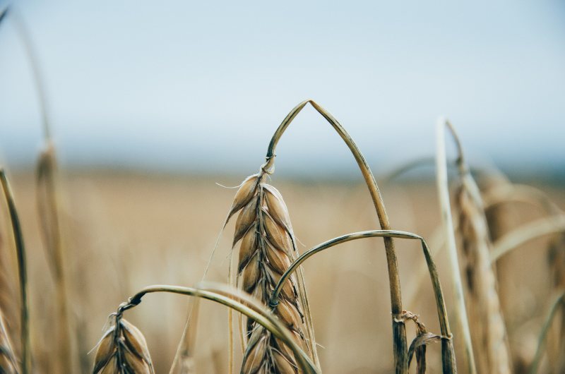 Reife Getreideähren auf einem Feld