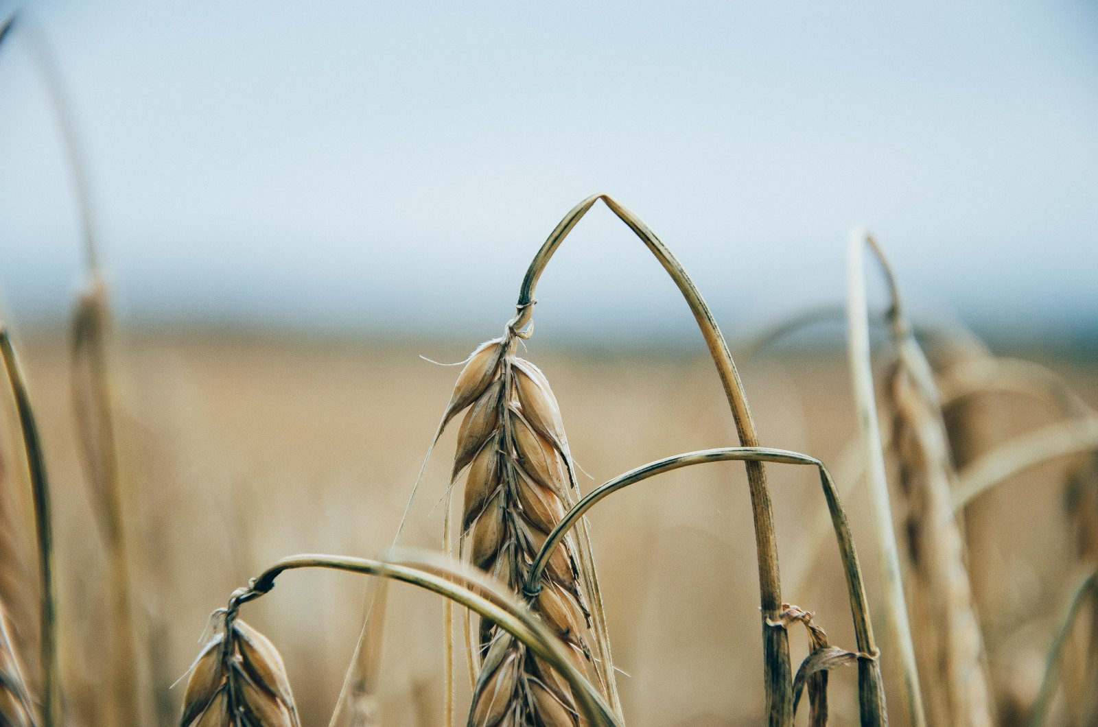 Reife Getreideähren auf einem Feld