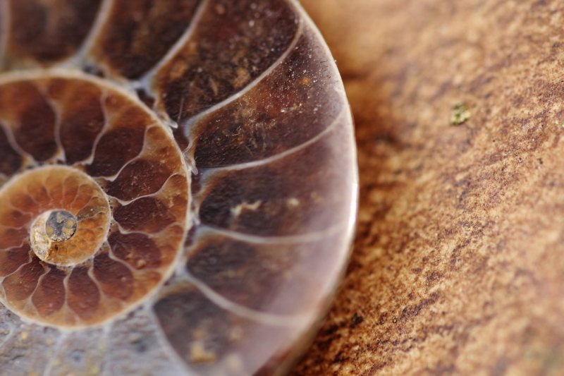 Die aufgeschnittene Spirale eines Ammonitenfossils ist aus der Nähe zu sehen.