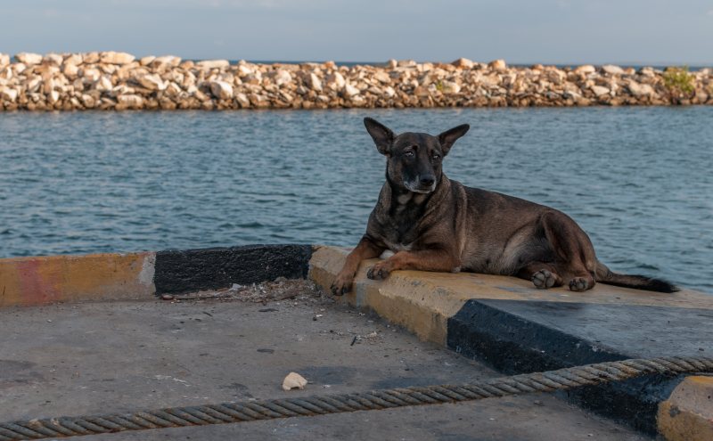 Ein Hund im Freien als Symbol für Hundehaltung und Hundesteuer