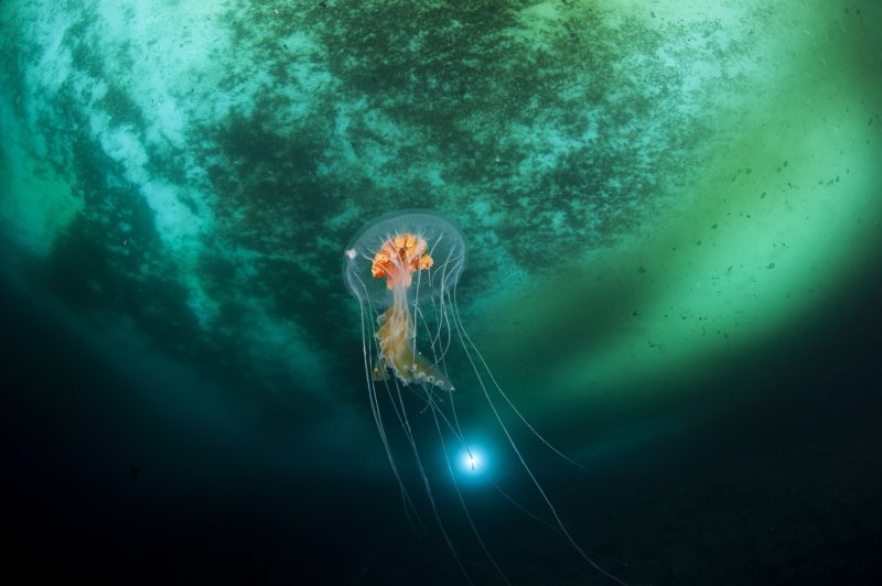 Antarktisches Eis unter Wasser als Symbol für die eisige Umgebung der Neutrinoforschung