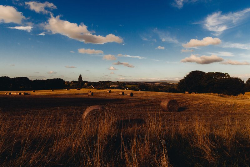 Ein landwirtschaftliches Feld im sommerlichen Licht