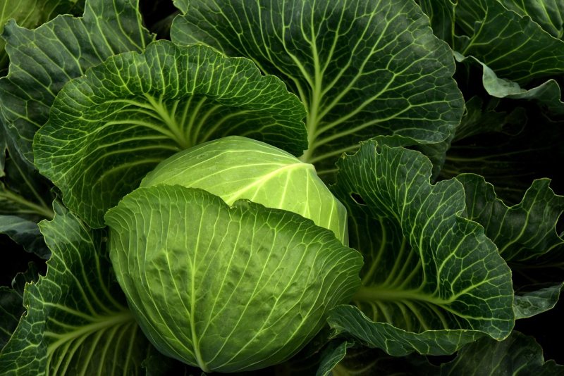 Ein grüner Kohlkopf wächst zwischen großen Blättern.