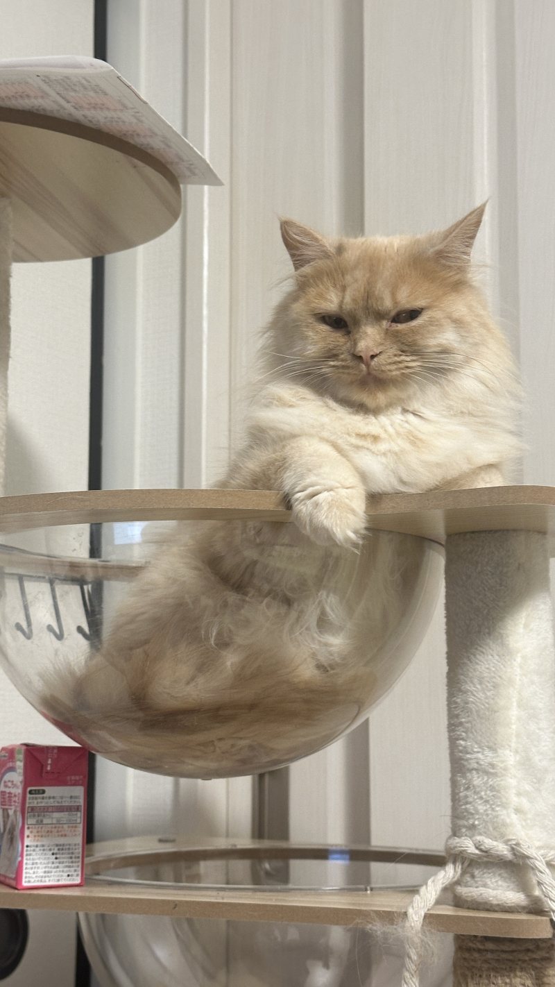 Eine Katze sitzt in einer transparenten Schale