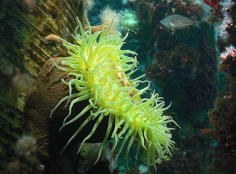 Seeanemone auf felsigem Untergrund unter Wasser