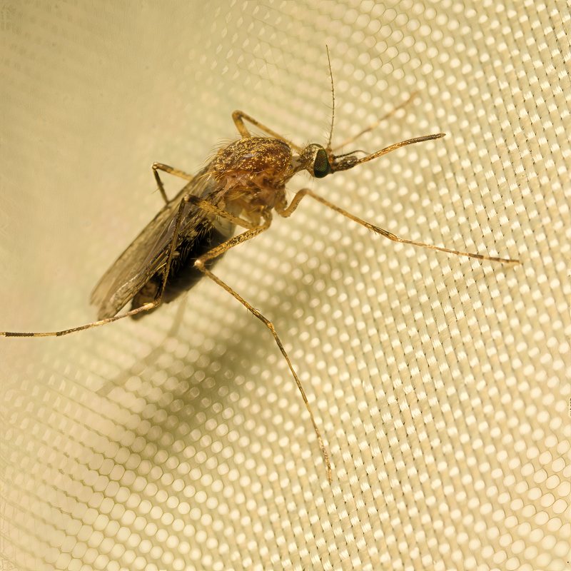 Eine Gemeine Hausmücke als Symbol für mögliche Überträger des West-Nil-Virus