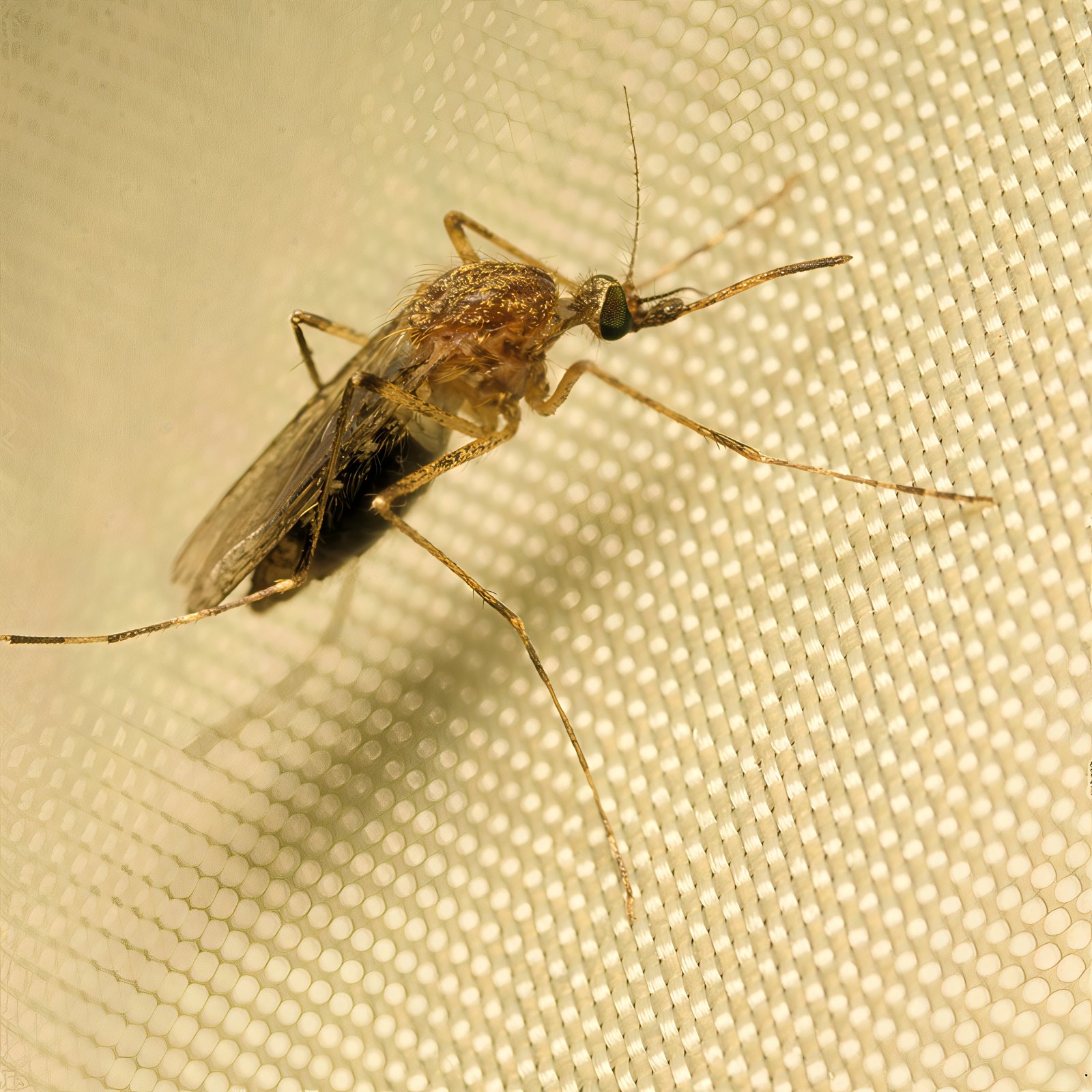 Eine Gemeine Hausmücke als Symbol für mögliche Überträger des West-Nil-Virus
