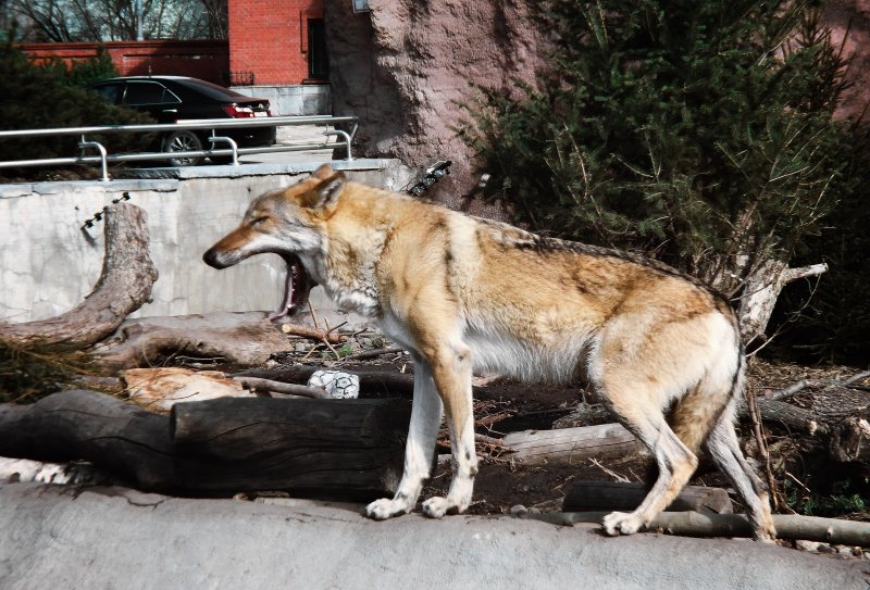 Ein grauer Wolf blickt seitlich in die Kamera